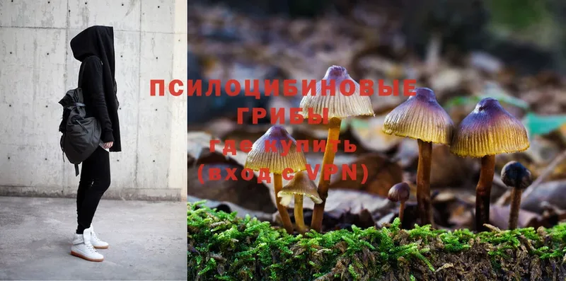 shop официальный сайт  Вихоревка  Псилоцибиновые грибы MAGIC MUSHROOMS 